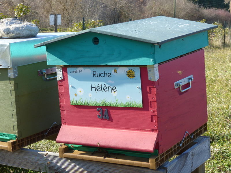 La ruche Hélène