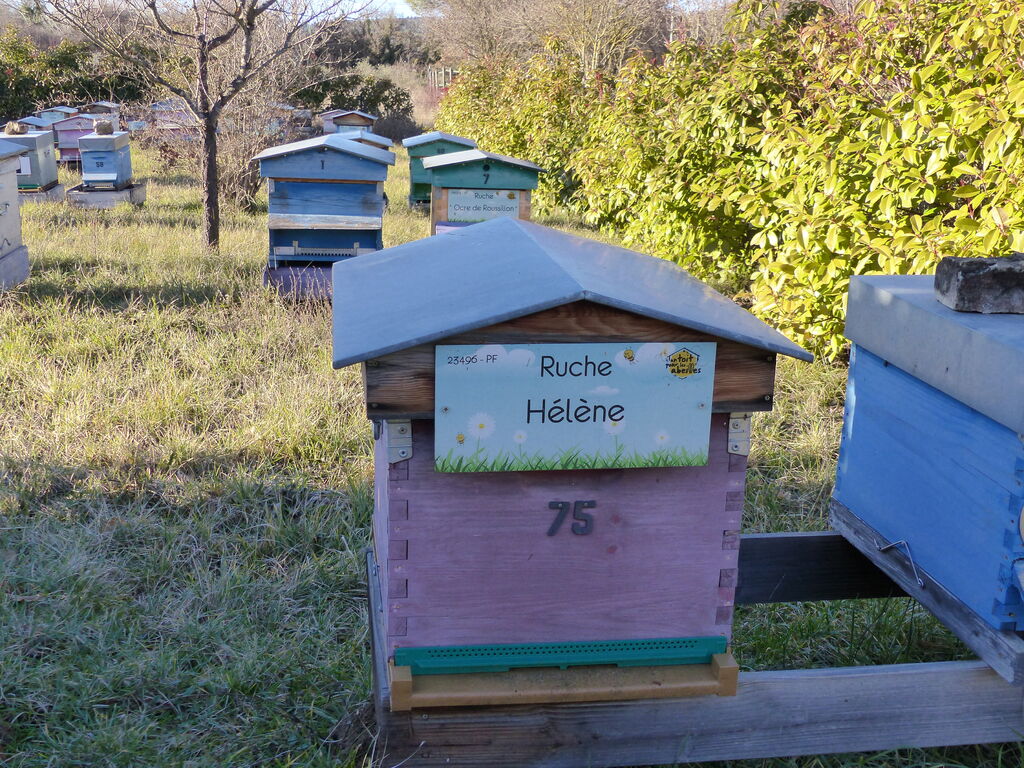 La ruche Hélène