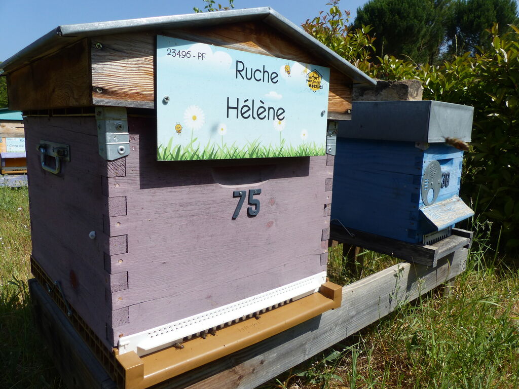 La ruche Hélène