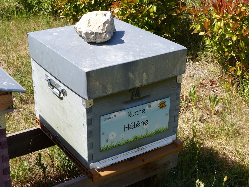 La ruche Hélène