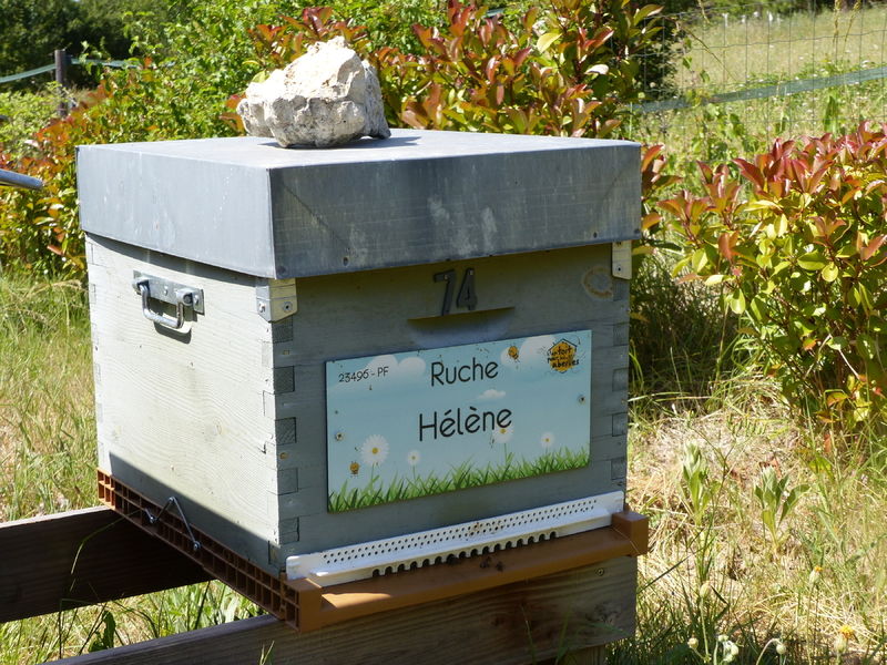 La ruche Hélène