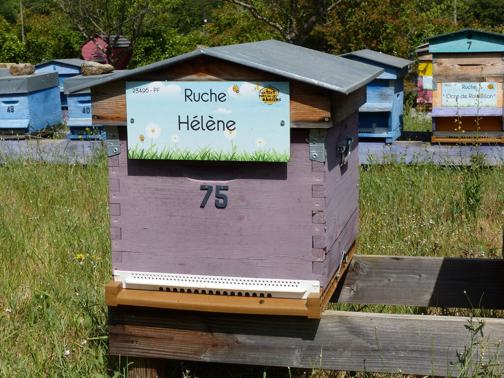 La ruche Hélène