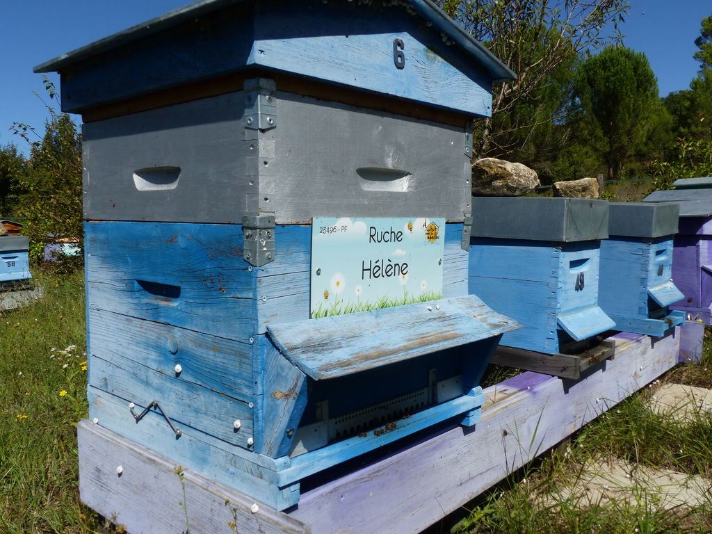 La ruche Hélène