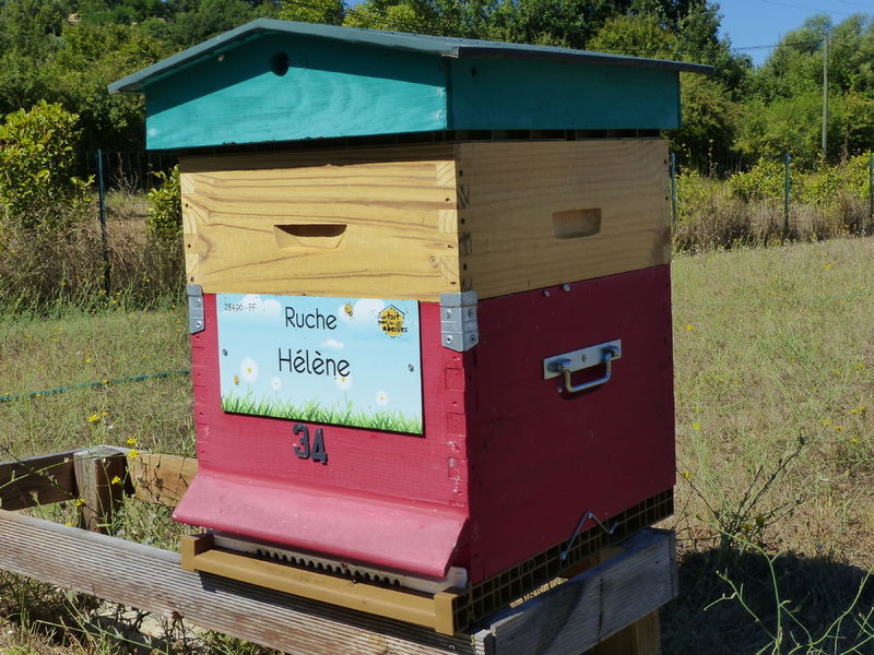 La ruche Hélène