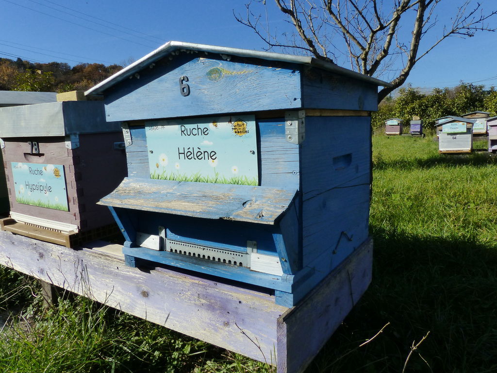 La ruche Hélène