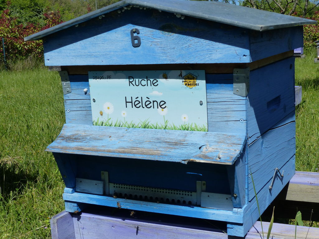 La ruche Hélène