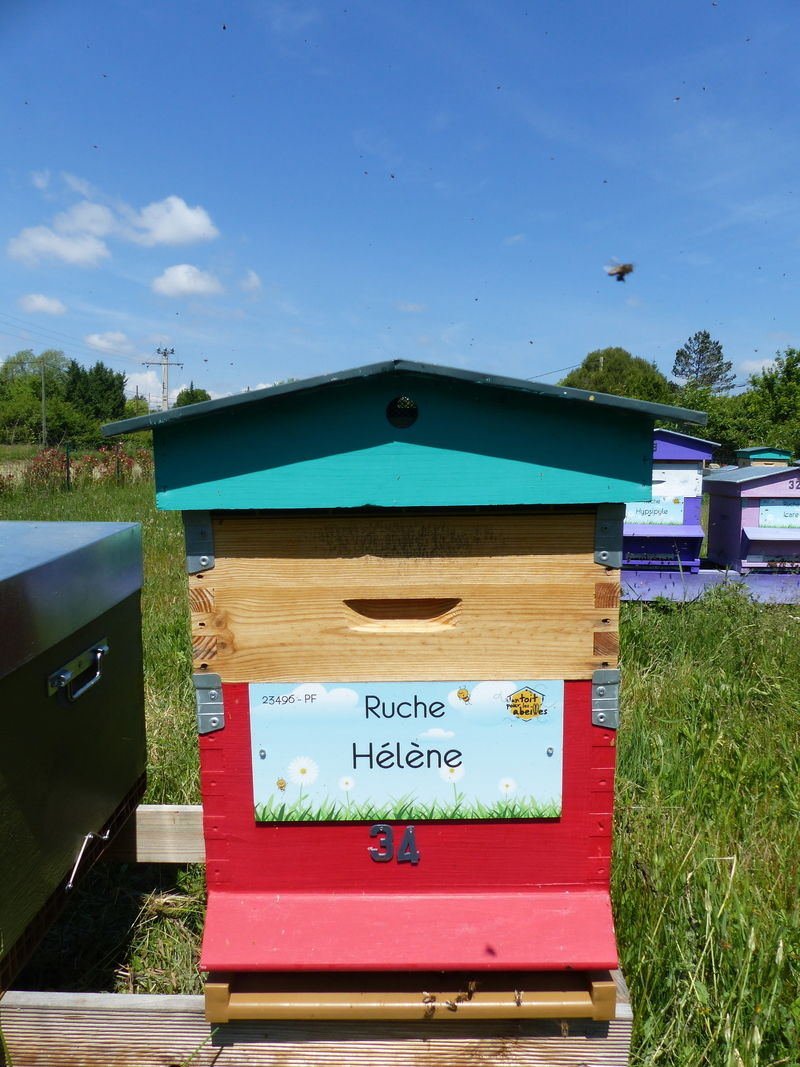 La ruche Hélène