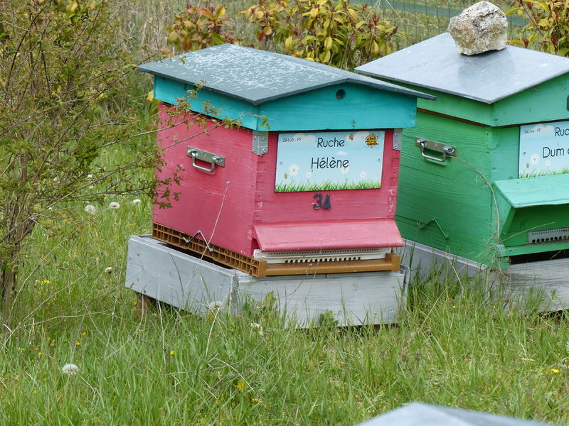La ruche Hélène