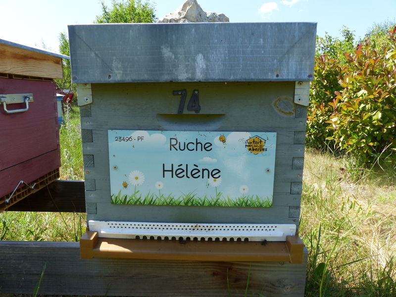 La ruche Hélène