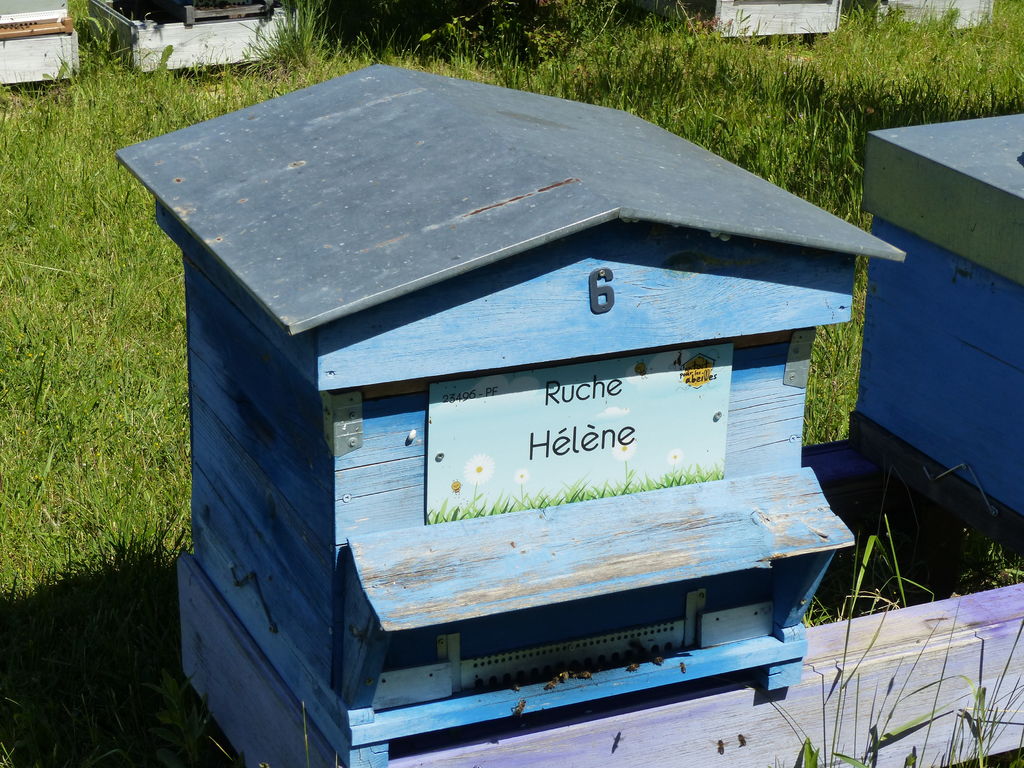 La ruche Hélène