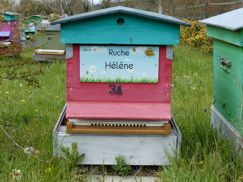 La ruche Hélène