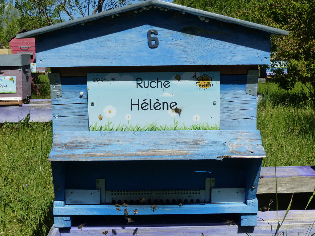 La ruche Hélène