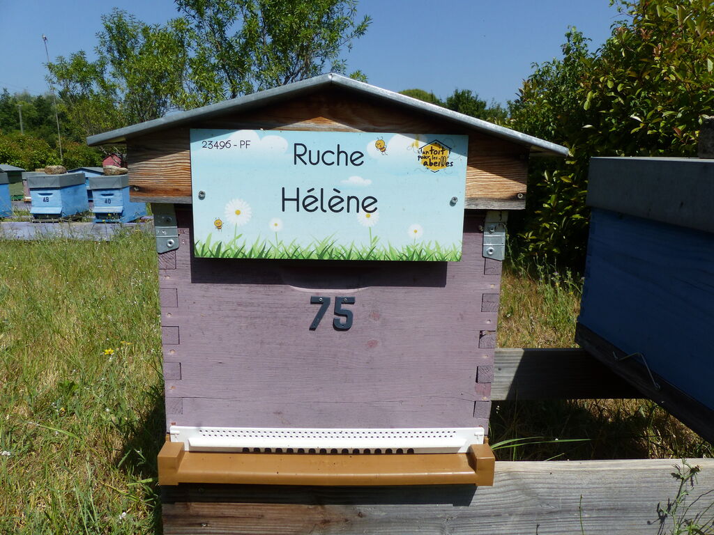 La ruche Hélène