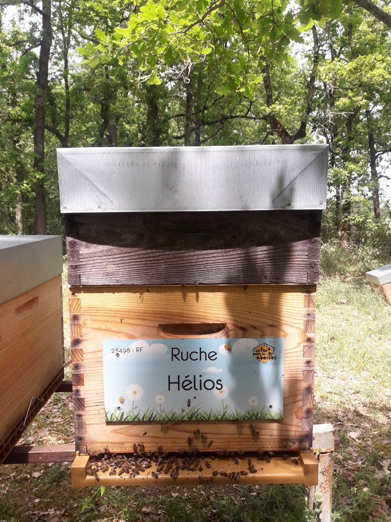 La ruche Hélios