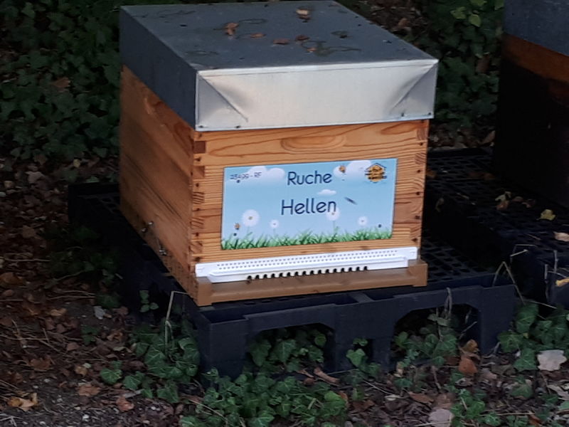 La ruche Hellen