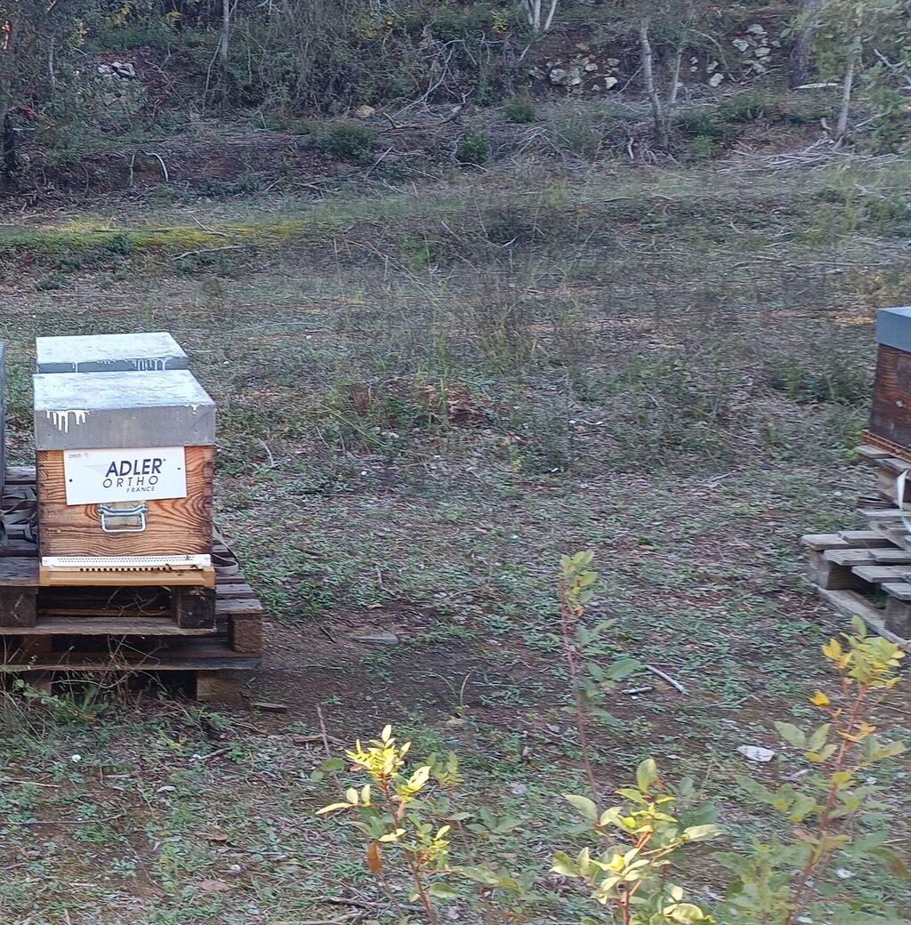 La ruche ADLER ORTHO FRANCE