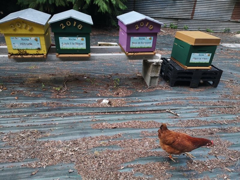 La ruche Louis II le Bègue