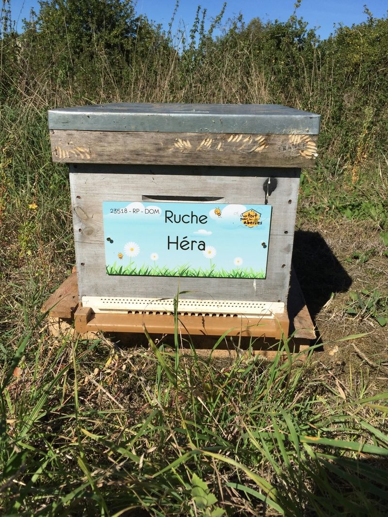 La ruche Héra