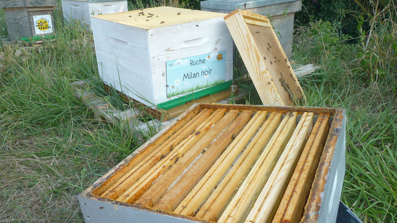 La ruche Milan noir