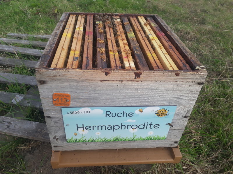 La ruche