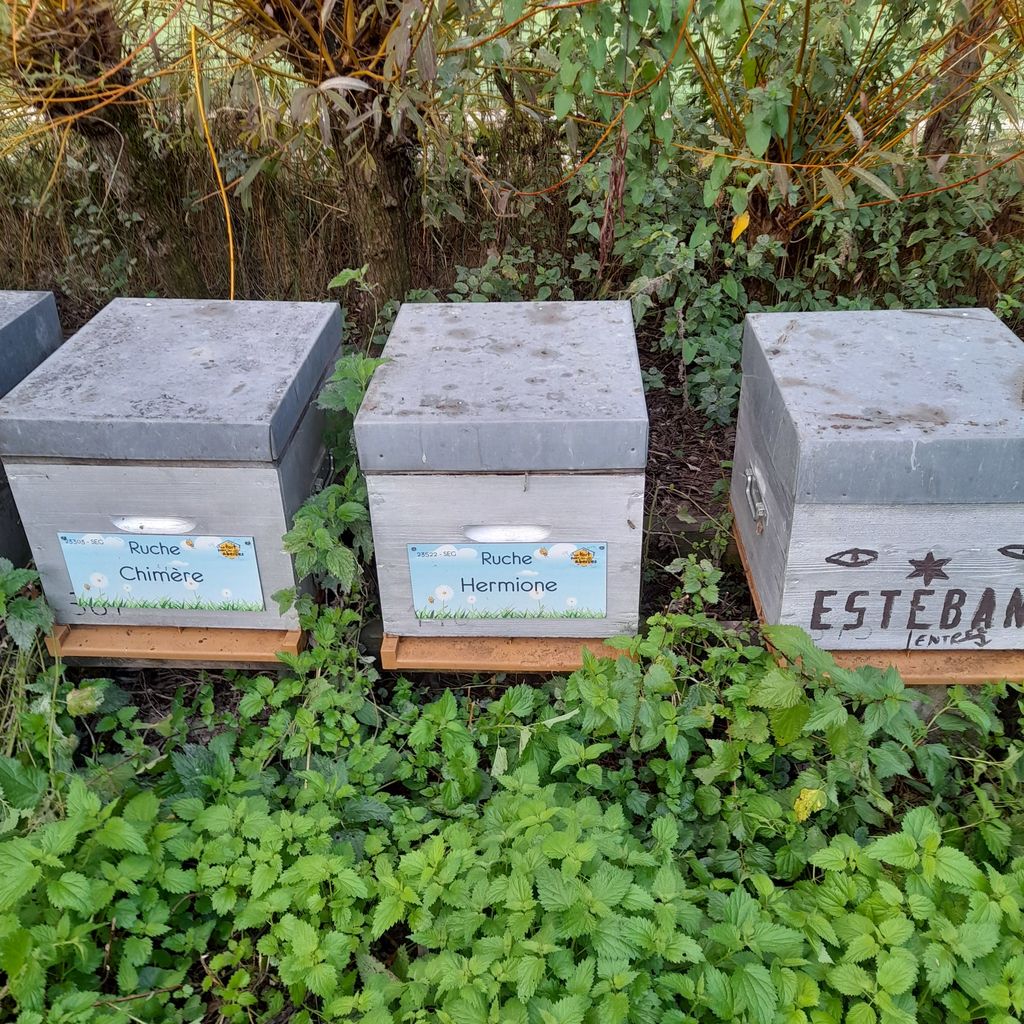 La ruche Hermione