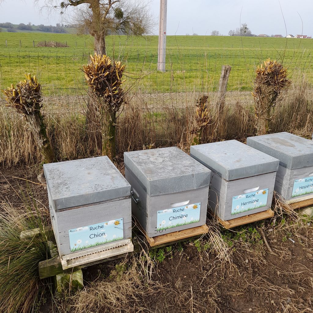 La ruche Hermione