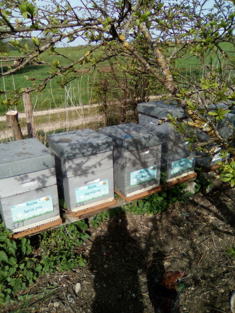 La ruche Hermione