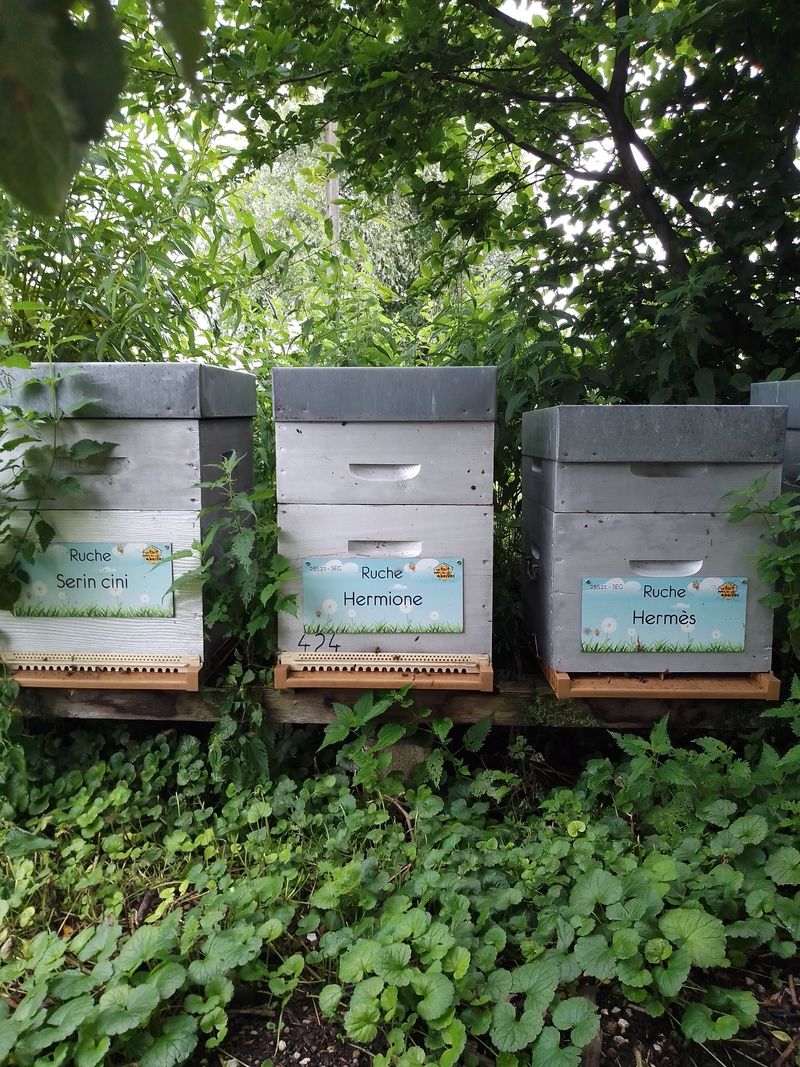 La ruche Hermione