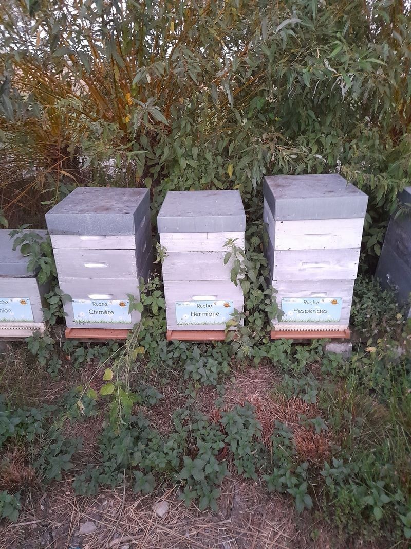 La ruche Hermione