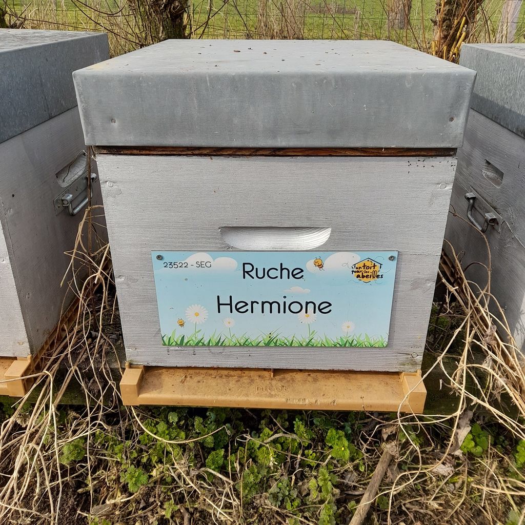 La ruche Hermione