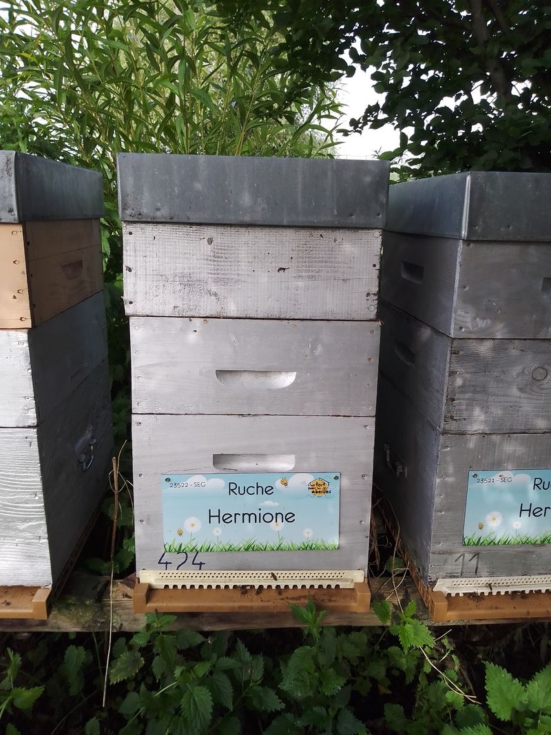 La ruche Hermione
