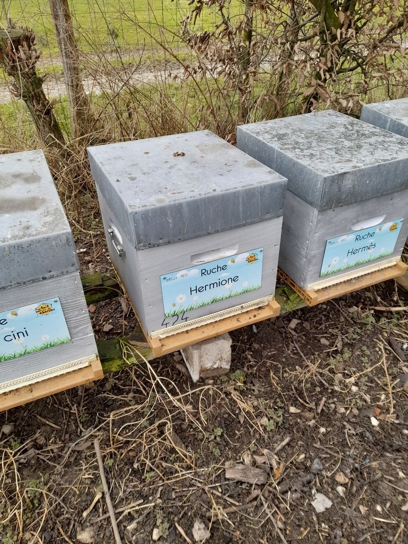 La ruche Hermione