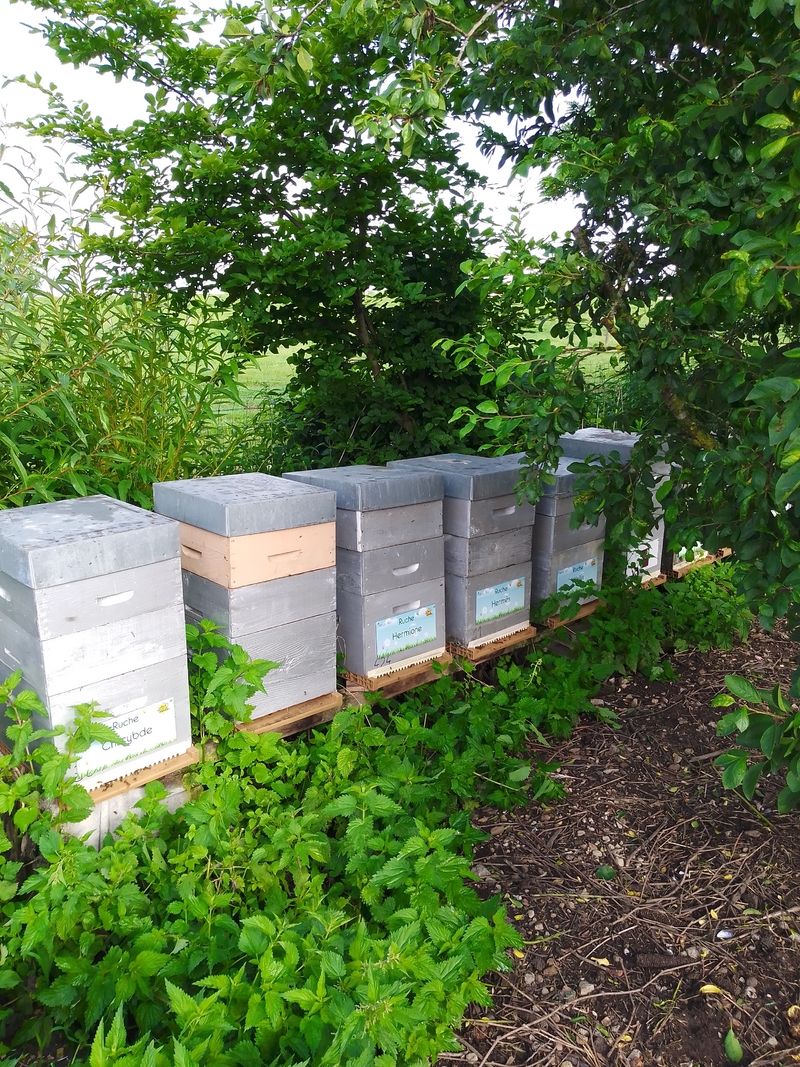 La ruche Hermione
