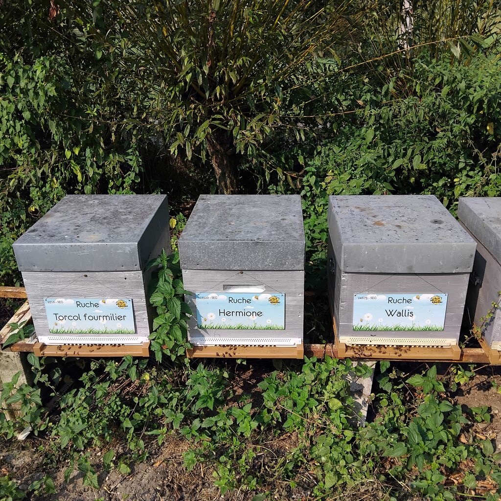 La ruche Hermione