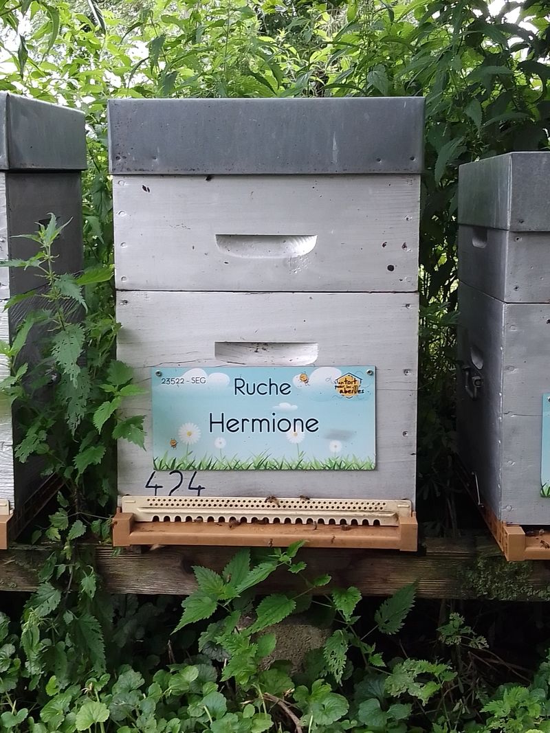 La ruche Hermione