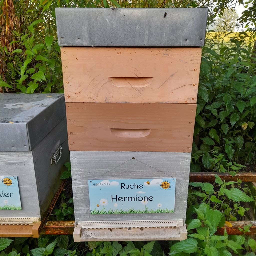 La ruche Hermione