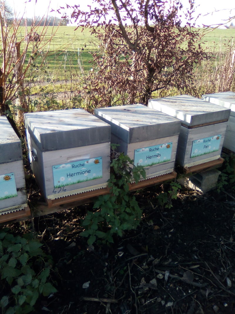 La ruche Hermione
