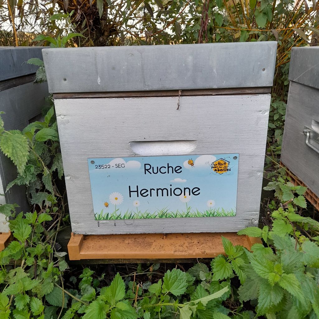 La ruche Hermione