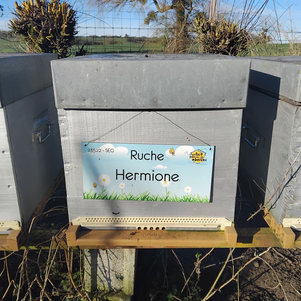 La ruche Hermione
