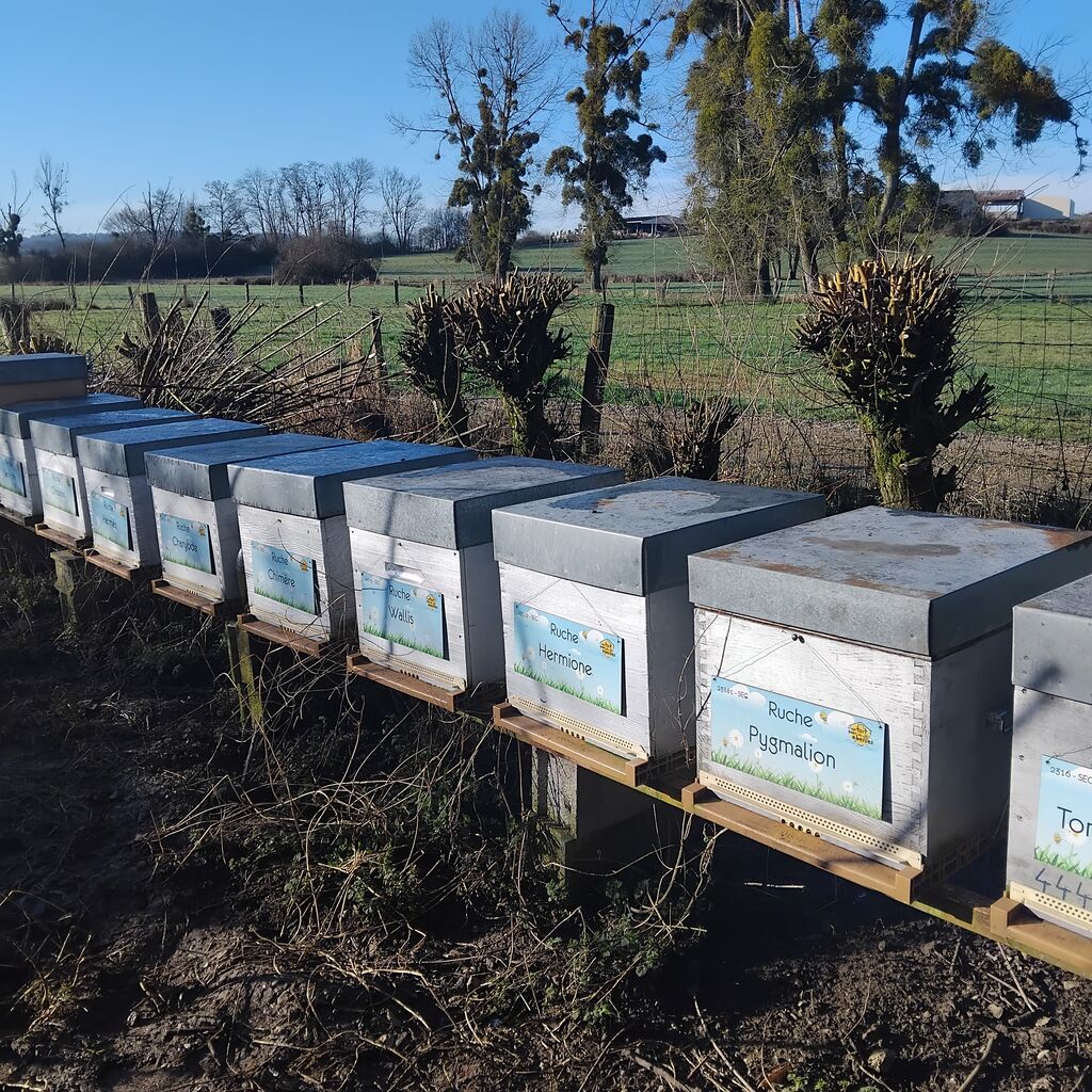 La ruche Hermione
