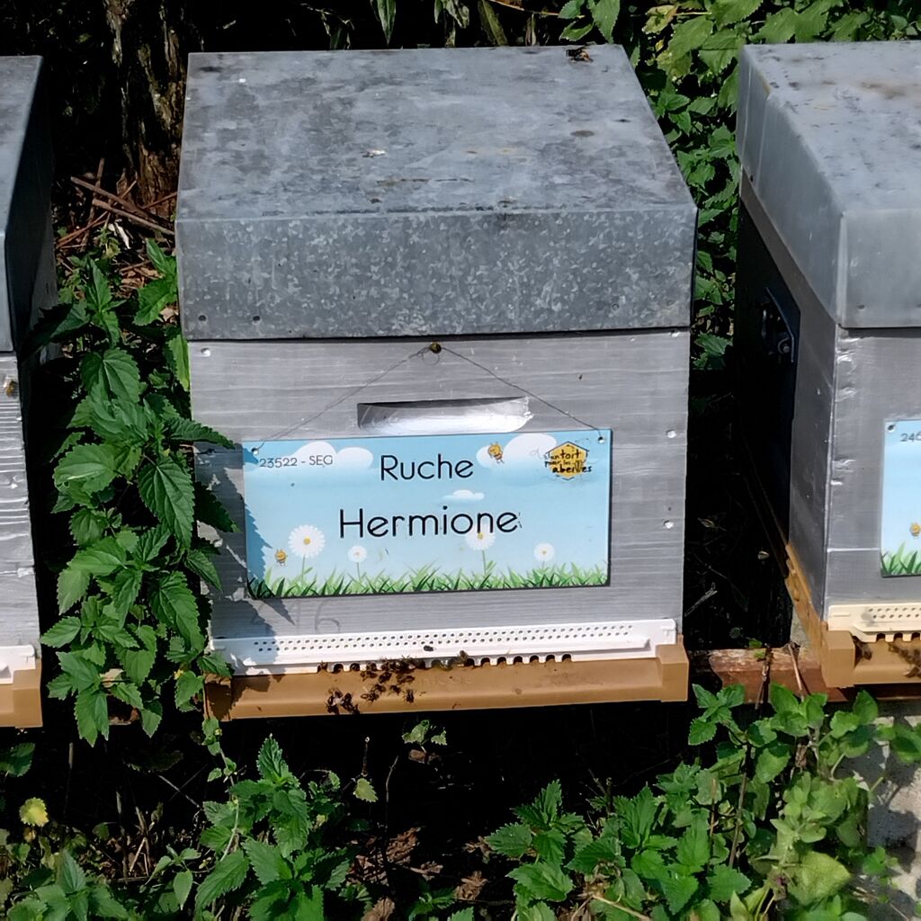 La ruche Hermione