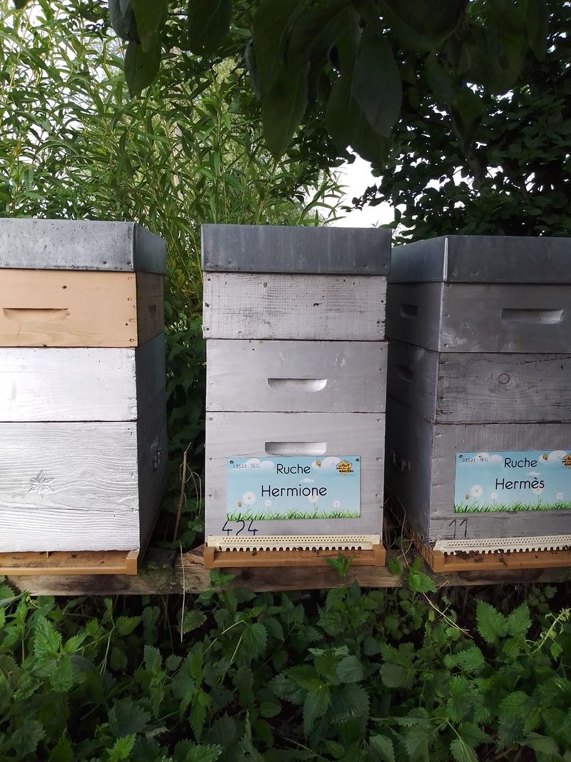 La ruche Hermione