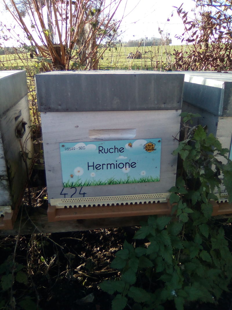 La ruche Hermione