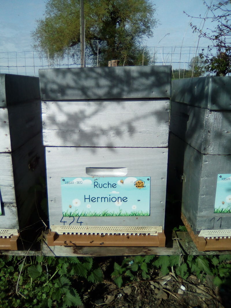 La ruche Hermione