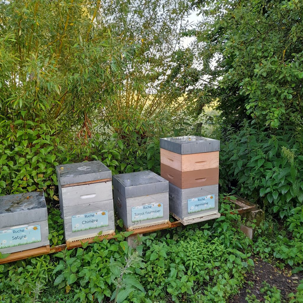 La ruche Hermione