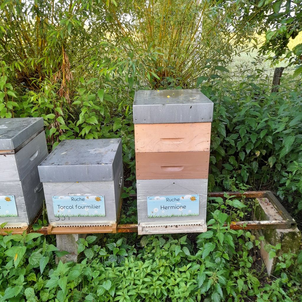La ruche Hermione