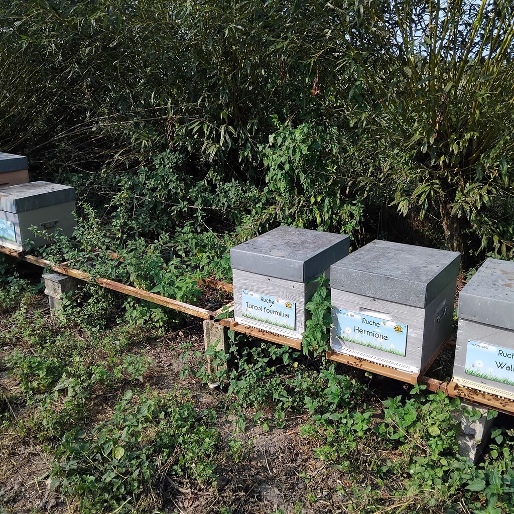 La ruche Hermione