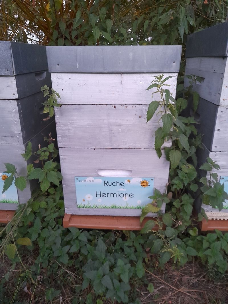 La ruche Hermione