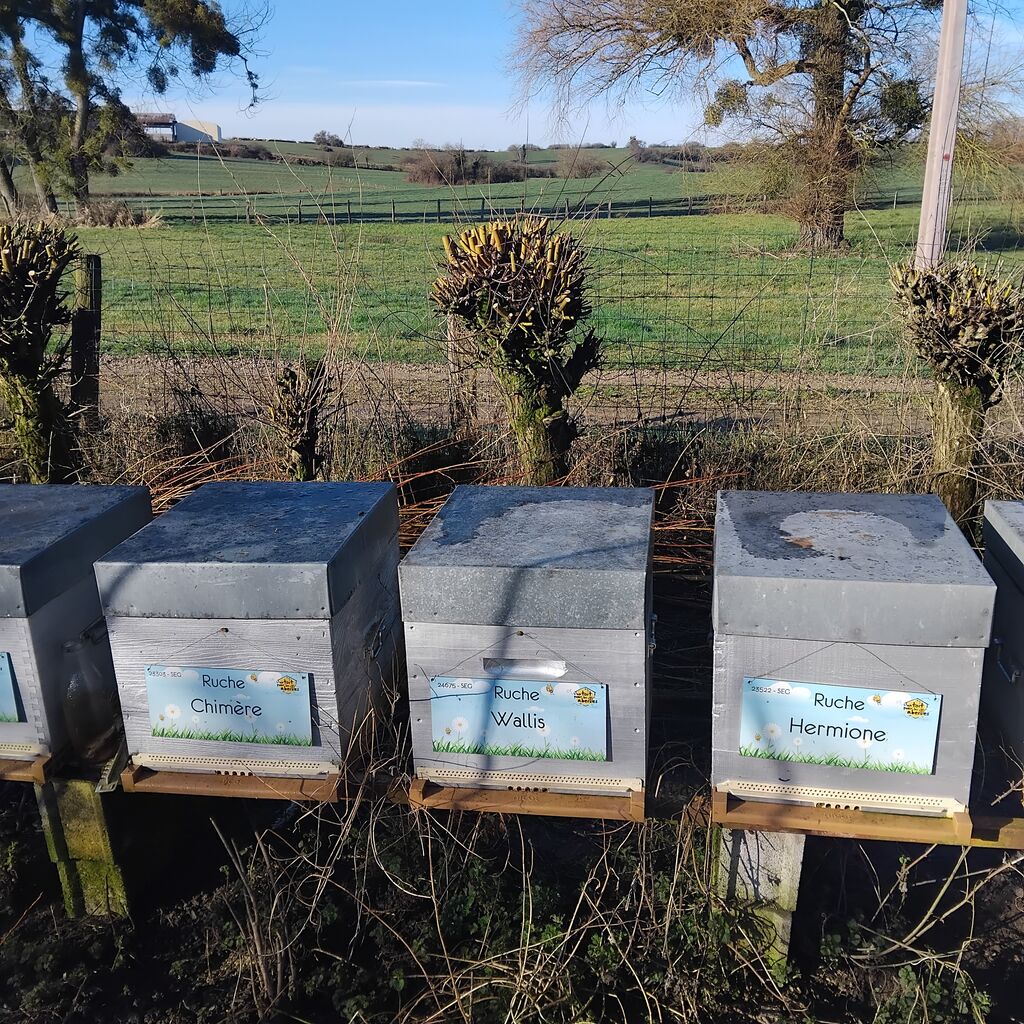 La ruche Hermione