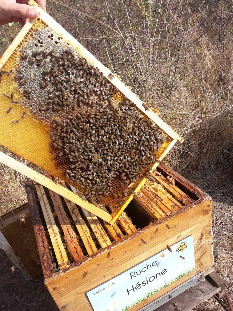 La ruche Hésione